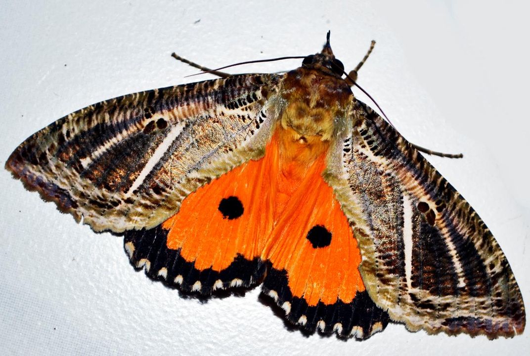 How These Nocturnal Moths Sparkle at Night | Smart News ...