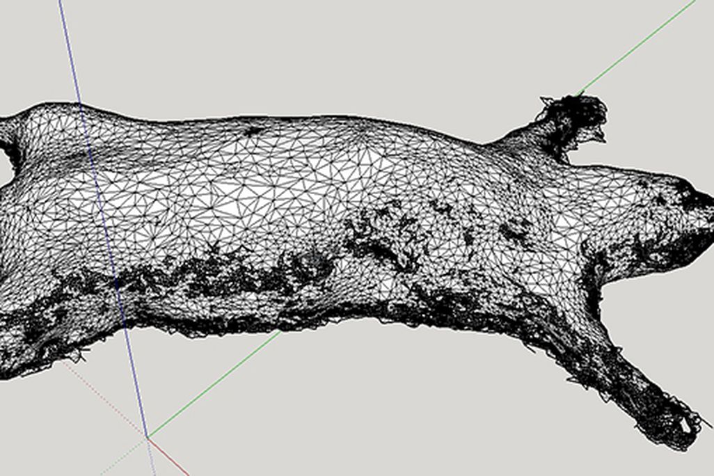 external-shell-of-rat.jpg