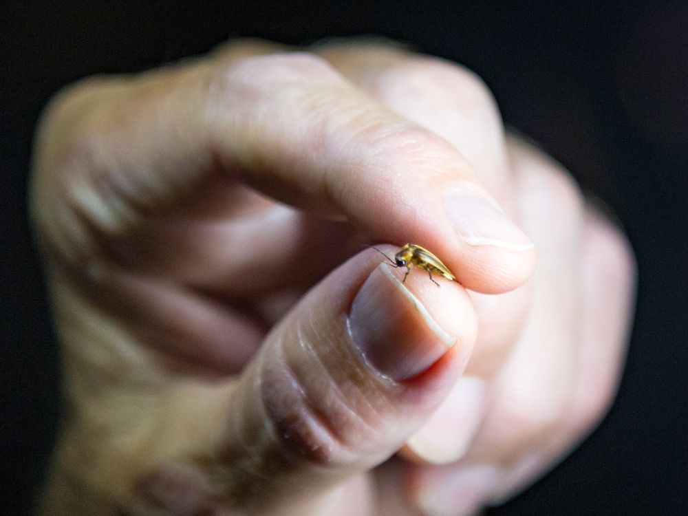 a hand holds a single firefly between the thumb and index fingers