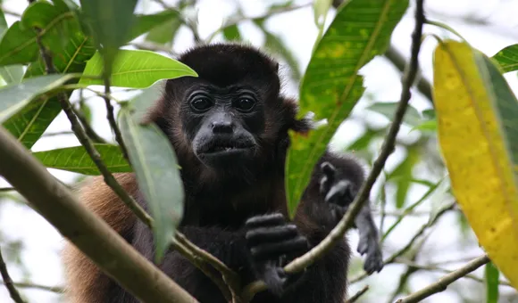 Black monkey perches in a tree staring directly at camera