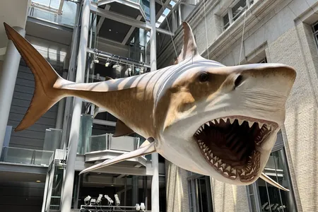 A 52-foot-long model of a female Otodus&nbsp;megalodon is suspended from the ceiling at the Smithsonian National Museum of Natural History.