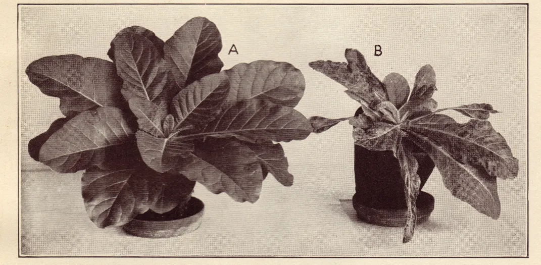 Tobacco Mosaic Virus