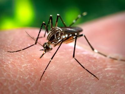 Mosquitos and their related diseases played a role in many historical events.