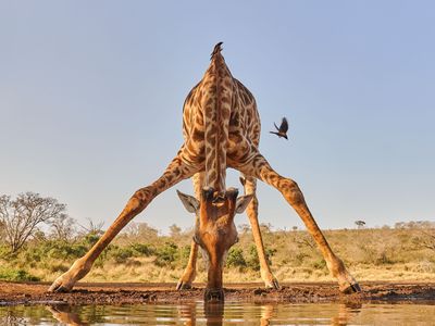 Giraffe drinking with oxpecker birds in the background in South Africa