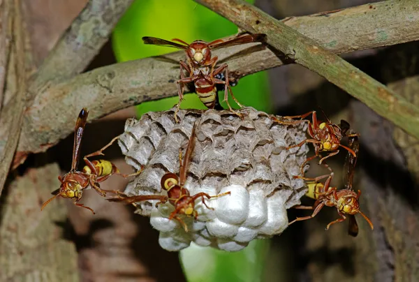 WASPS' FACTORY thumbnail