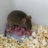 Mice Birthed From Unfertilized Eggs for the First Time icon