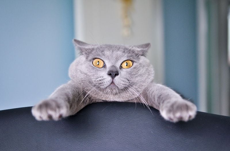 Gray cat looking surprised with wide eyes and flattened ears as it grips the edge of a table