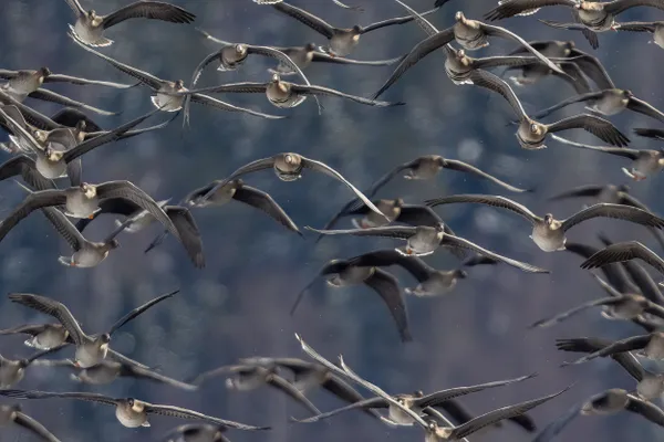 Passing Migrants thumbnail