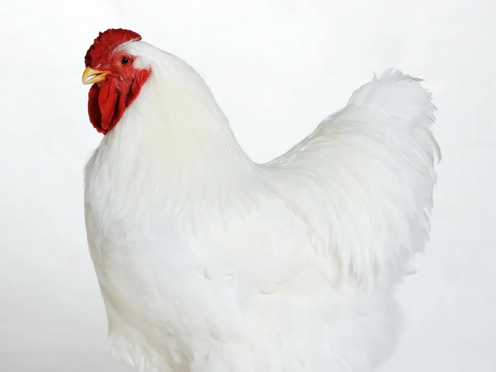 09_30_2014_wyandotte chicken.jpg