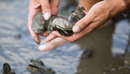 Can Scientists Help Oysters Thrive Again?