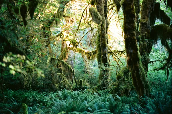 Morning Light in Hoh Rainforest thumbnail