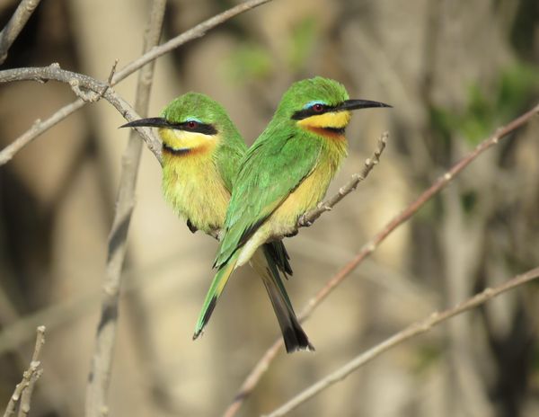 Bee-Eaters in Africa thumbnail