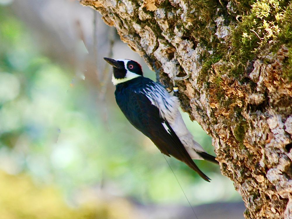 acorn woodpecker