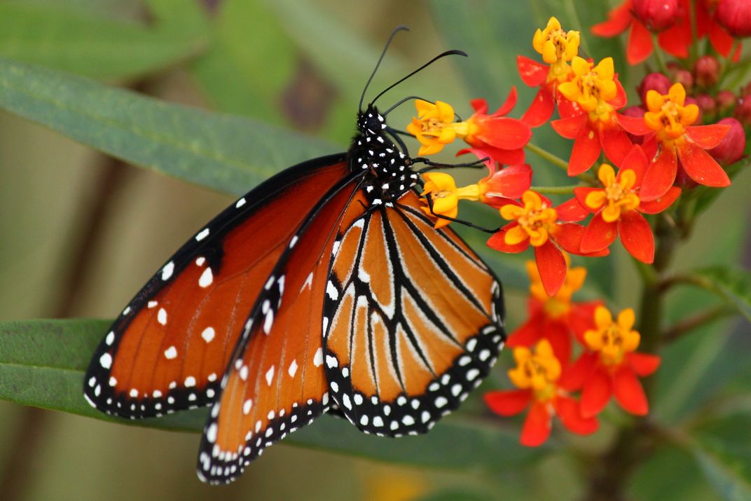 Monarch butterfly on milkweed in Leander, TX. | Smithsonian Photo ...