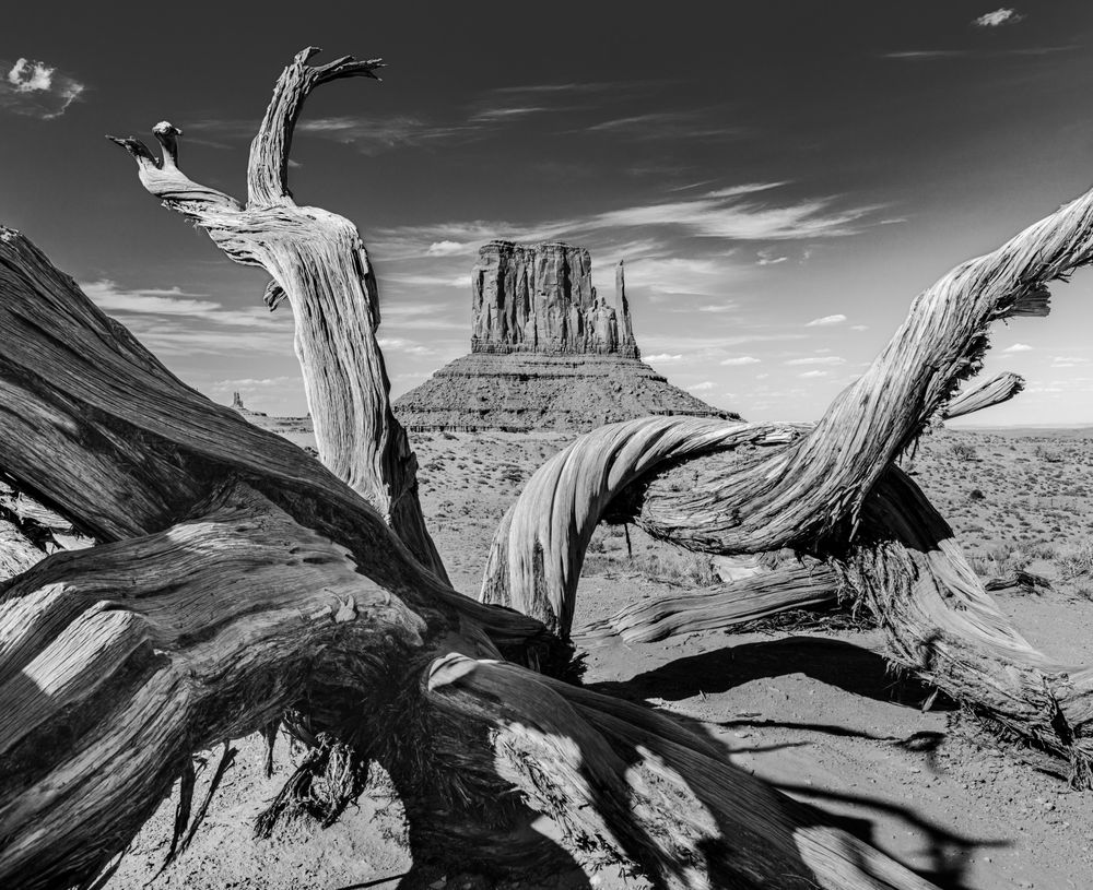 This is a picture taken through the branches of a tree laying in the desert in Monument Valley in the late afternoon.