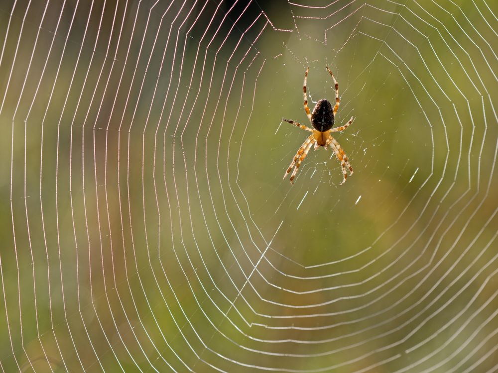 information about spider webs