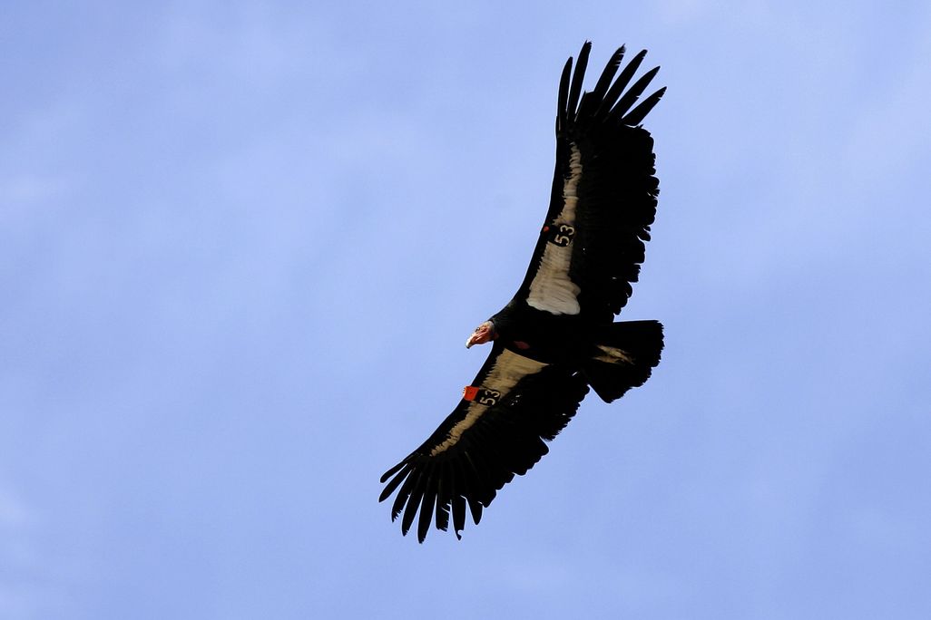 A condor flies against a blue sky