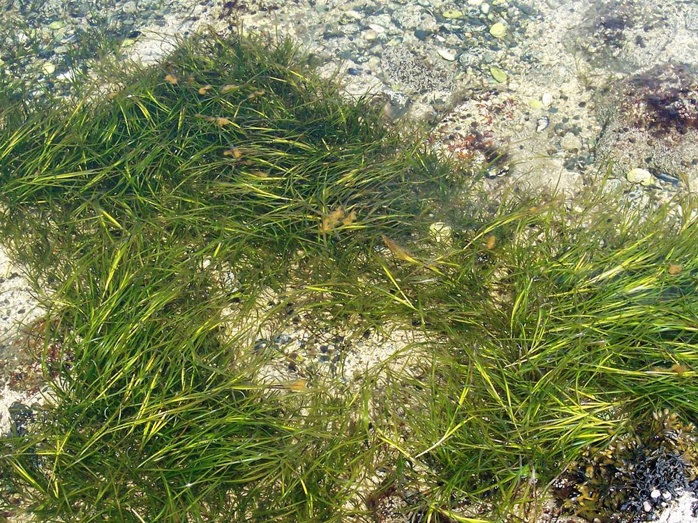 Eelgrass in the Atlantic Ocean