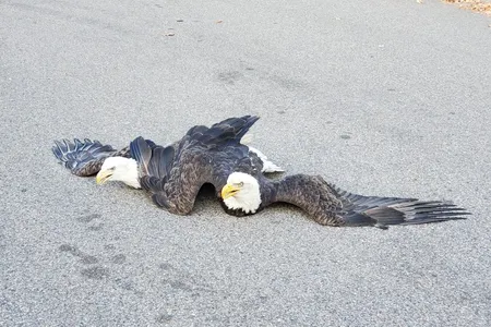 As bald eagle populations shoot up, disputes between the birds of prey do, too, especially near nesting territory.

&nbsp;