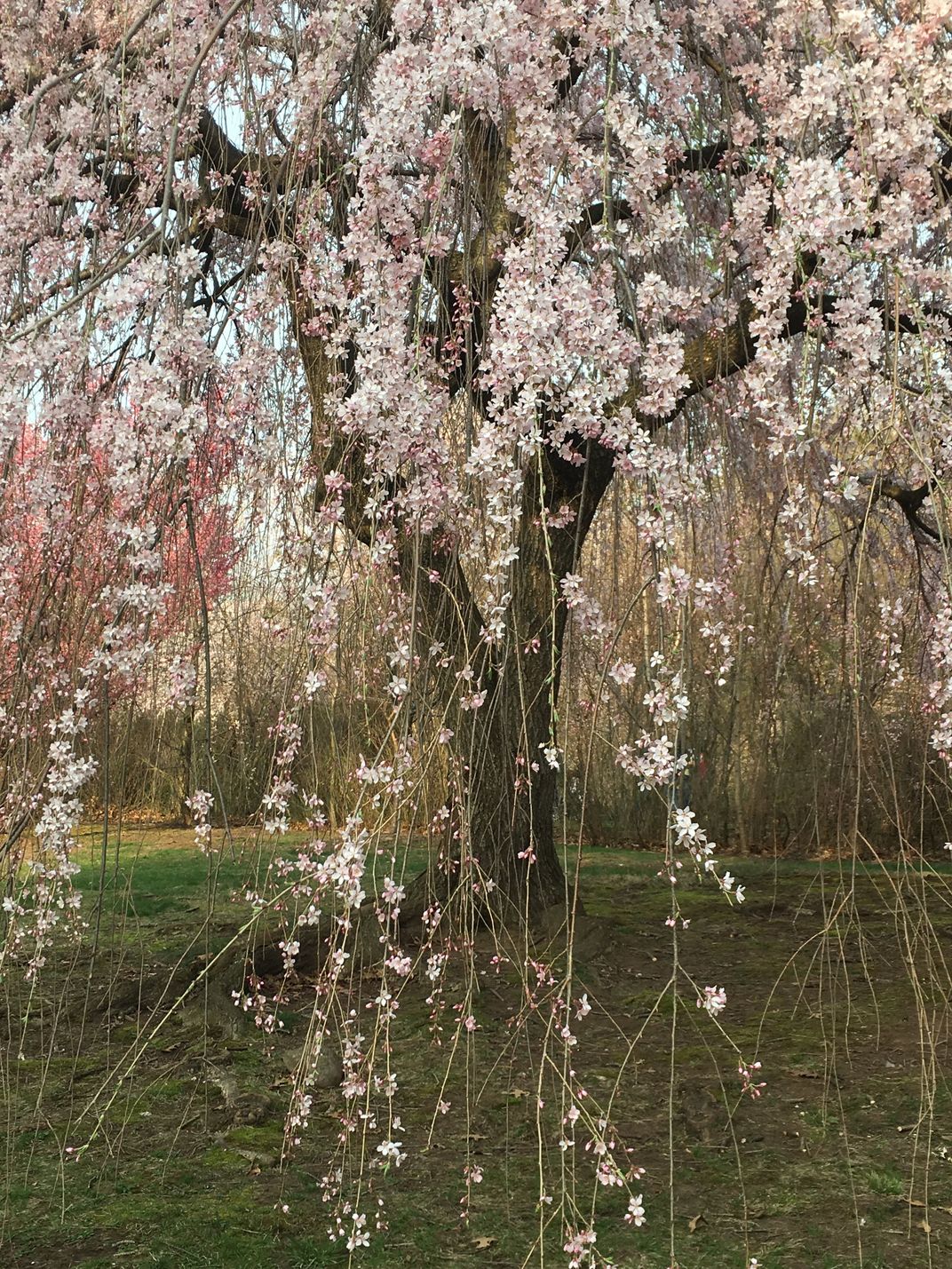 New Jersey’s cherry blossoms. | Smithsonian Photo Contest | Smithsonian ...