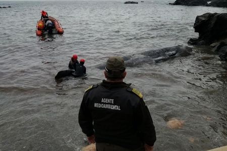 The body of a juvenile sperm whale was found on a beach in Spain's Murcia region.