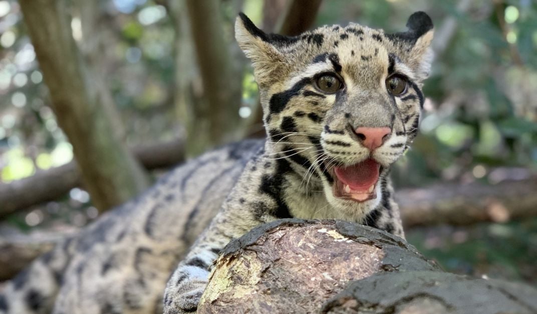 Clouded leopard cub Jilian rests on a tree branch with her mouth open.