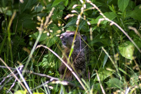 Ground squirrel on alert thumbnail