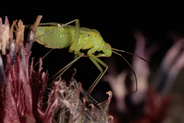 Wander on a Flower thumbnail