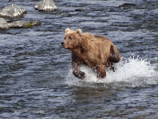 Bears Up Close And Personal In The Alaskan Wilderness Science Smithsonian Magazine