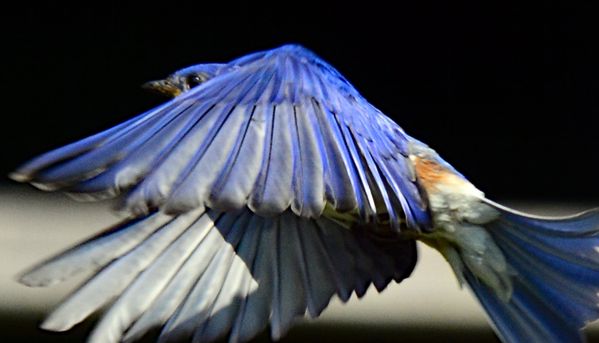 Bathed In Blue thumbnail