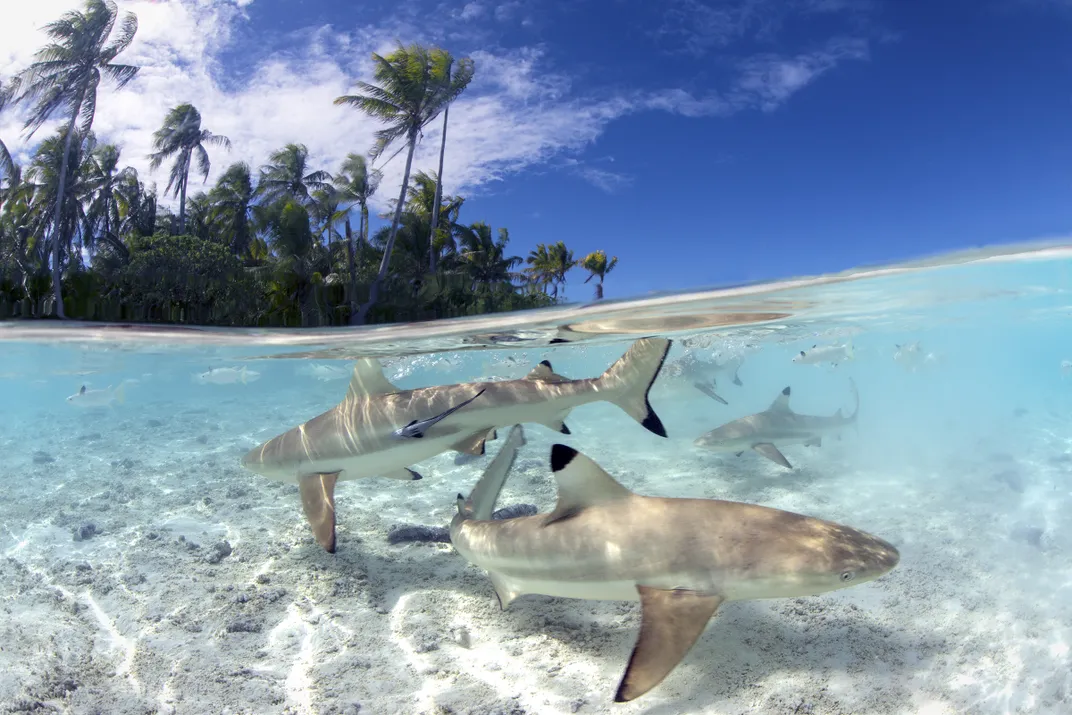 Young black-tip reef sharks swim in the shallow waters of a lagoon.