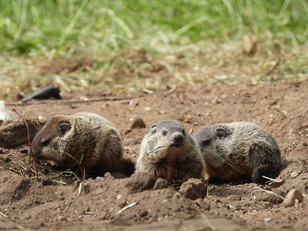 Young Groundhogs Relaxing Above Ground thumbnail