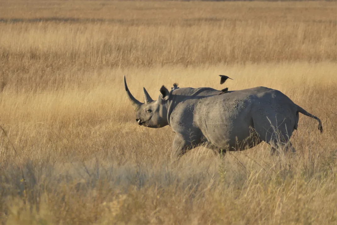African rhino on the savannah. Credit: Smithsonian Journeys Expert Grant Nel