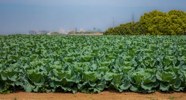 Cabbage field in the city thumbnail