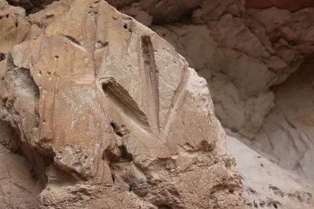 The rock art was discovered in the&nbsp;Jalap&atilde;o region, located in the east of Tocantins,&nbsp;Brazil.
