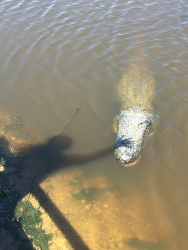 Large  alligator being shadow Petted , San Bernard wildlife refuge thumbnail