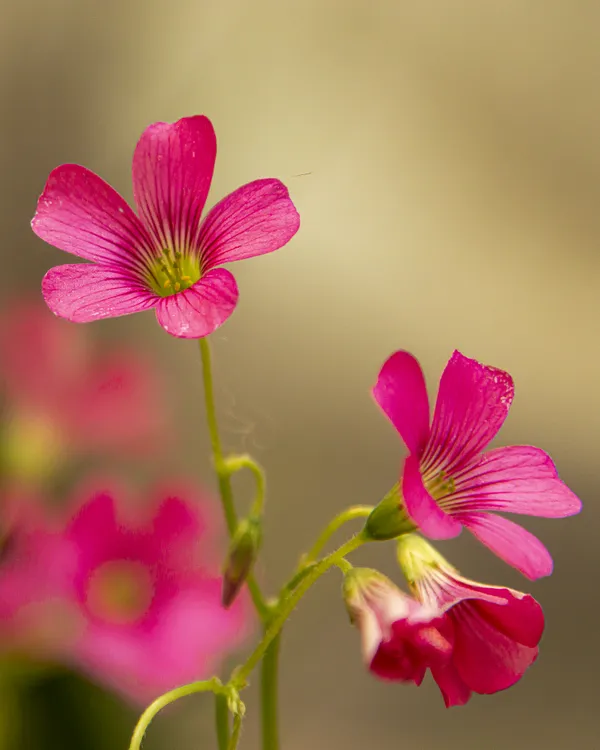 garden flowers thumbnail