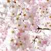 Behold 15 Beautiful Photos of Cherry Blossoms in Bloom icon