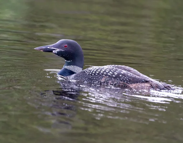 The Not So Common Loon thumbnail