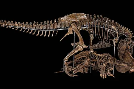 In a bloody brawl, Tyrannosaurus rex and Triceratops horridus battle to the finish in the much-loved new dinosaur hall at the National Museum of Natural History.