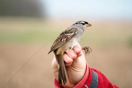 Birds given doses of a common pesticide lost significant body mass, fat stores