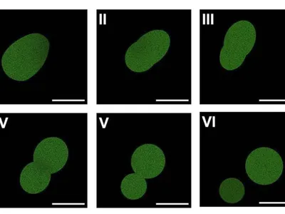 Scientists Say They've Made Cells That Feed, Grow and Reproduce, Bringing Them One Step Closer to Building Life From Scratch image