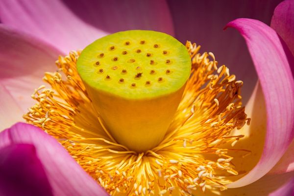Lotus time thumbnail