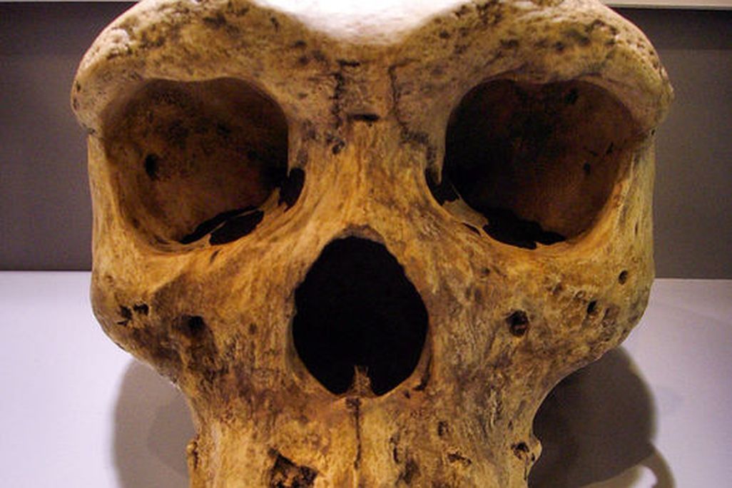 In 1921, a miner found Kabwe 1, also called the Broken Hill Skull.