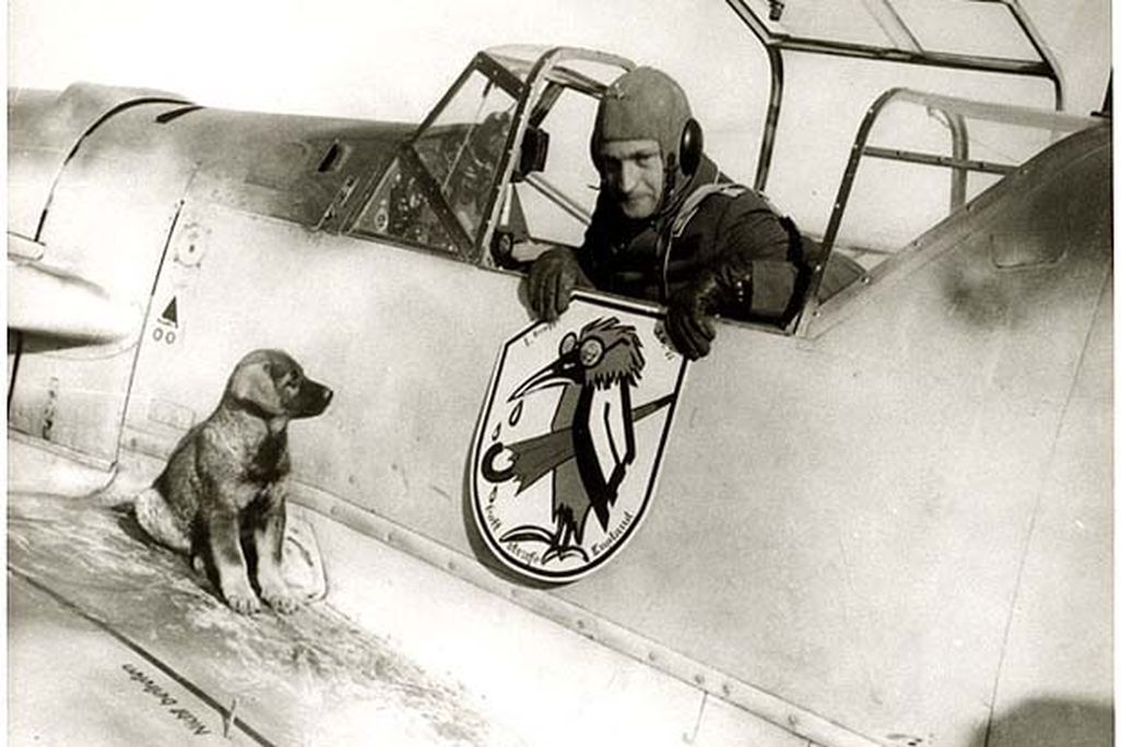 Pooch-620.jpg