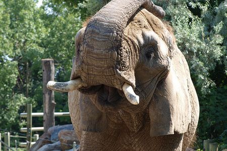 An elephant at the Toronto Zoo