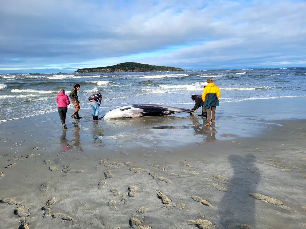 people stand around a beached whale carcass on the shoreline