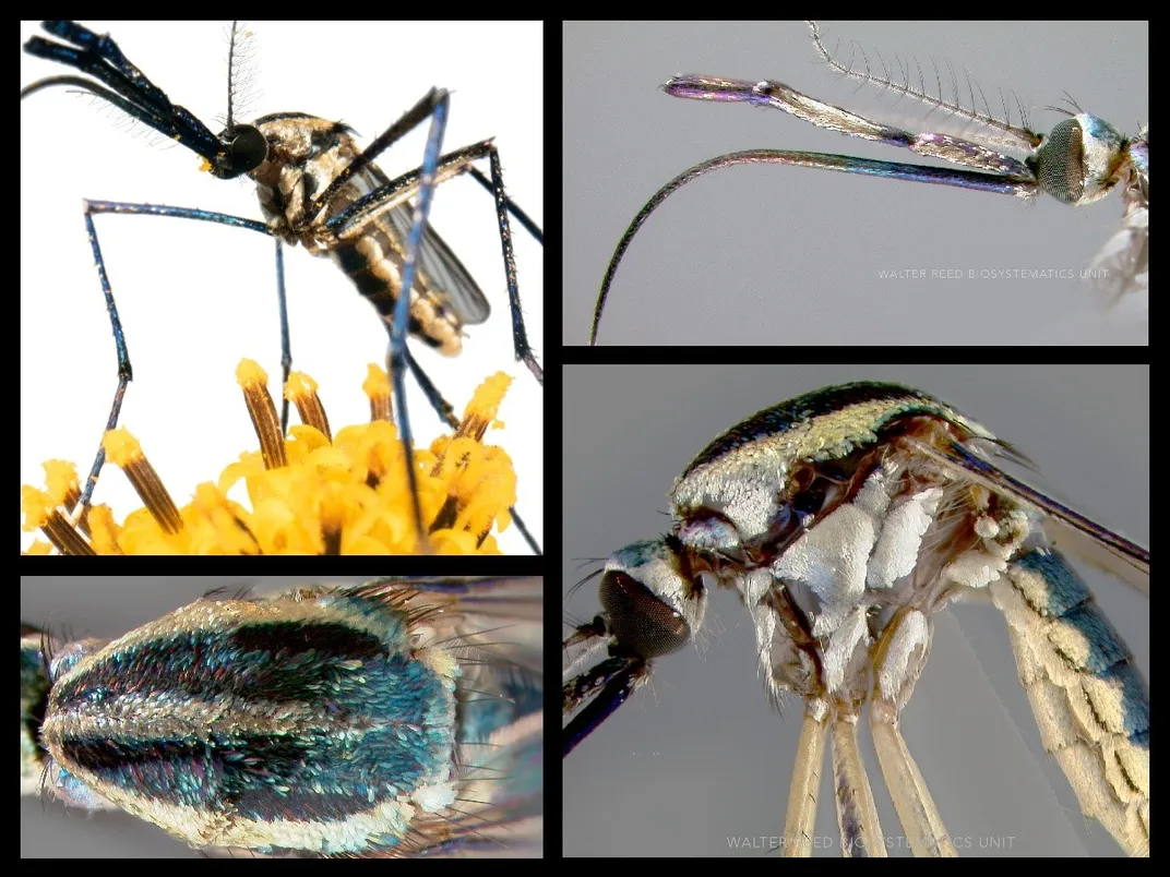 Collage highlighting four different body parts of a mosquito