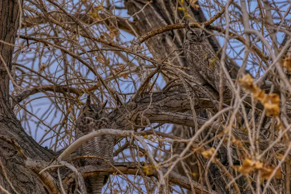 A very odd couple thumbnail