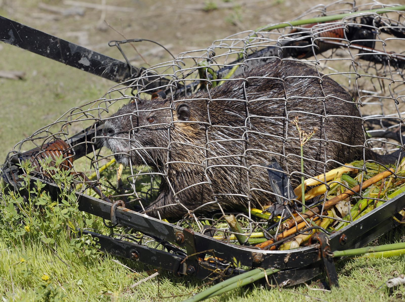 Large Invasive Rodents Are Wreaking Havoc in California. New Research Suggests Someone Deliberately Introduced Them